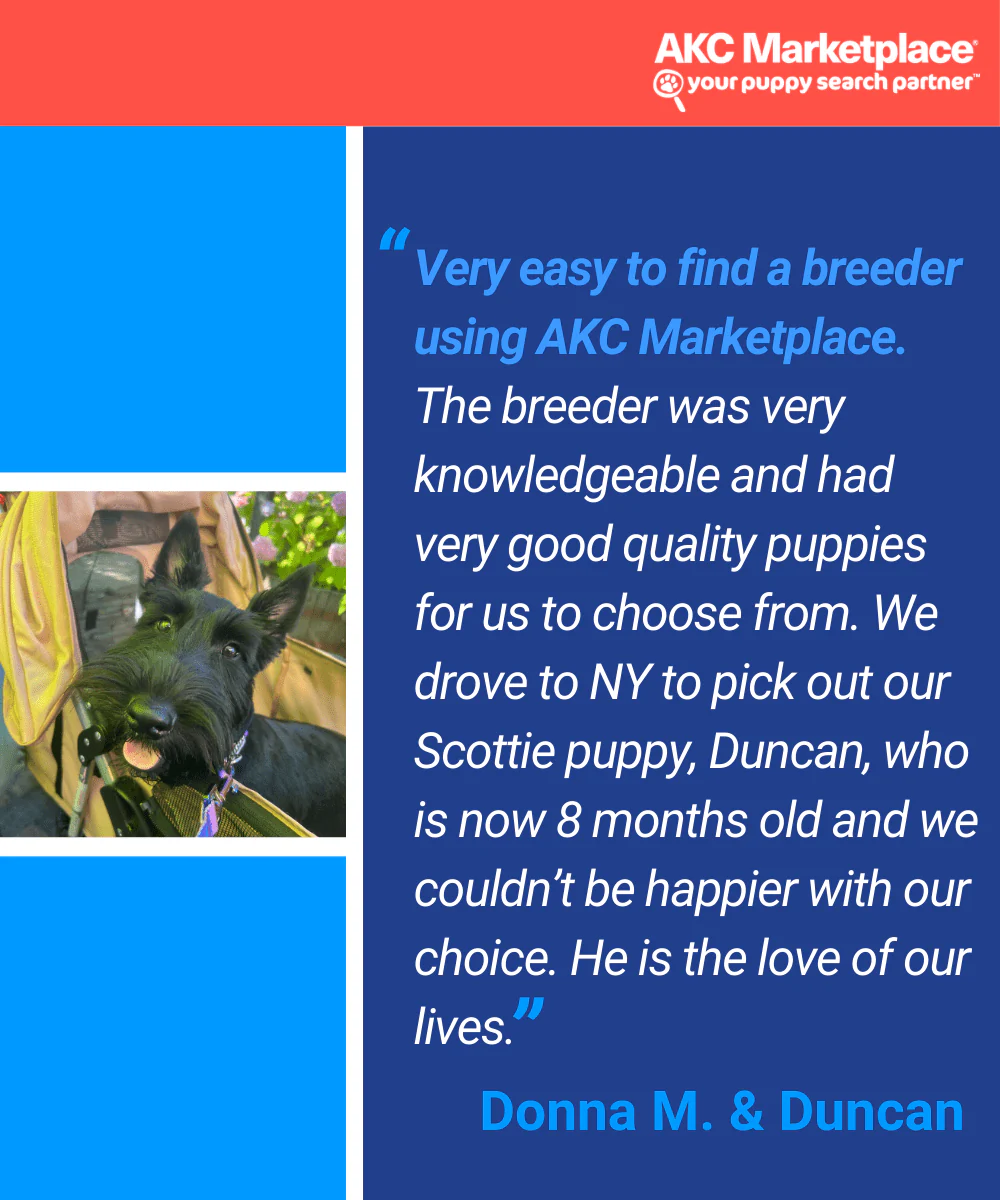 AKC Marketplace for Breeders - Image 3