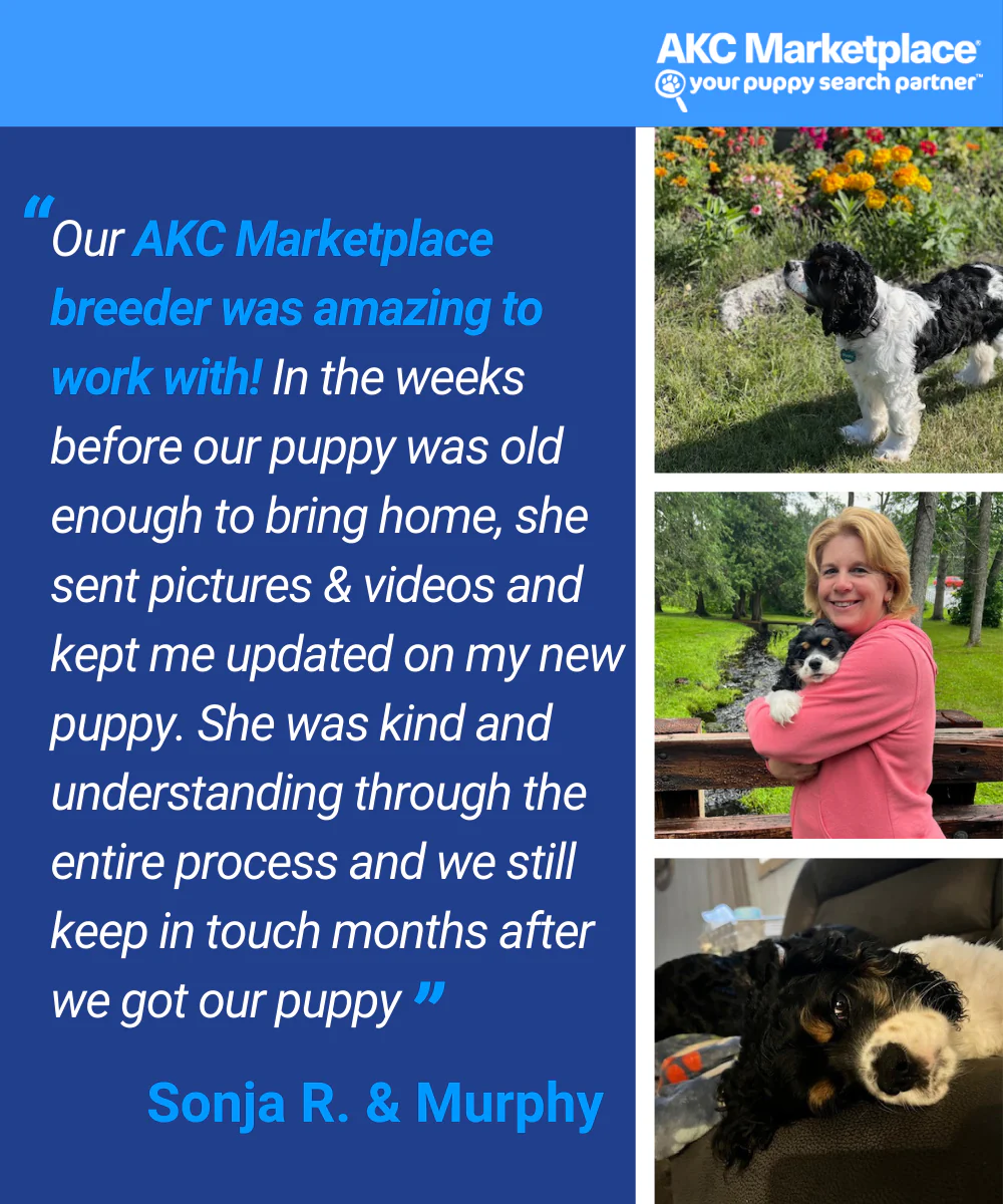 AKC Marketplace for Breeders - Image 4