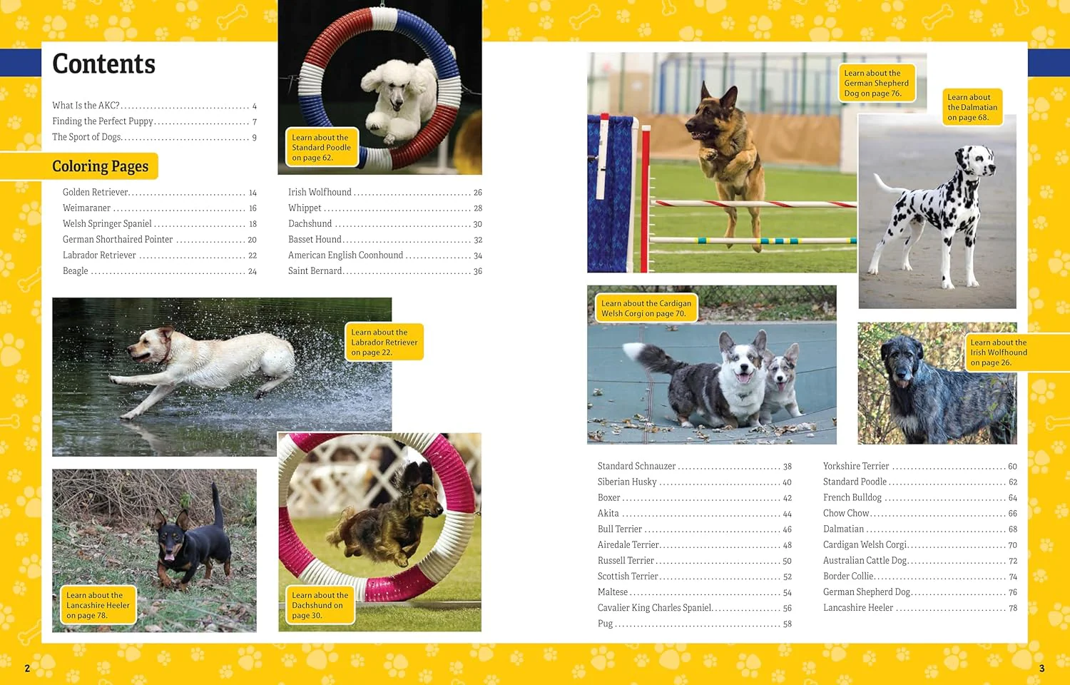 AKC Ultimate Dog Coloring Book - Image 3
