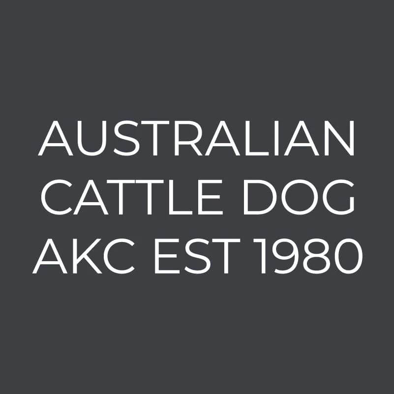 Australian Cattle Dog  Embroidered AKC Women's Polo - Image 3