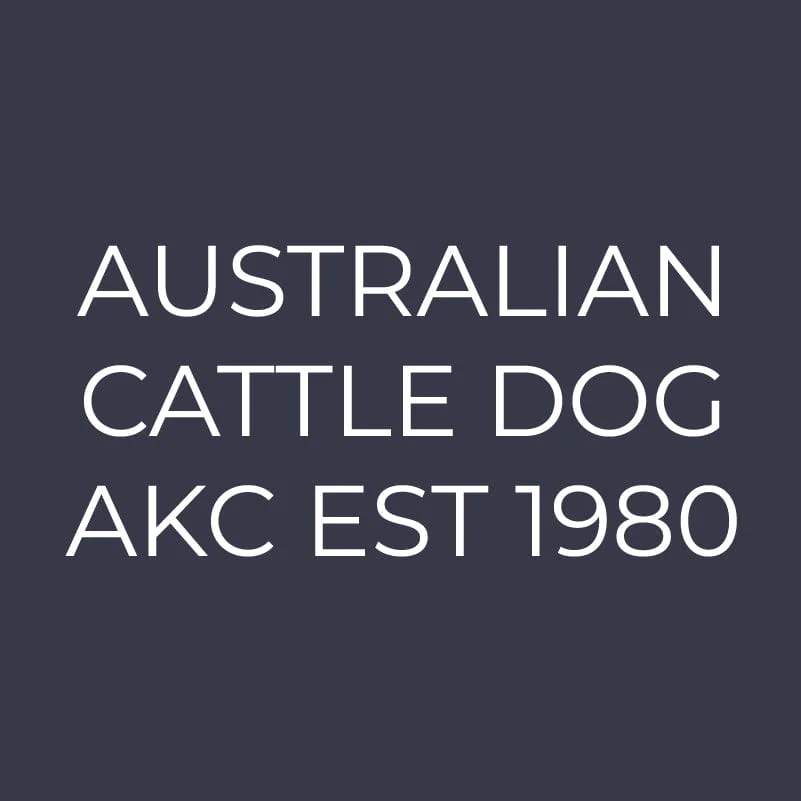 Australian Cattle Dog  Embroidered AKC Women's Polo - Image 6