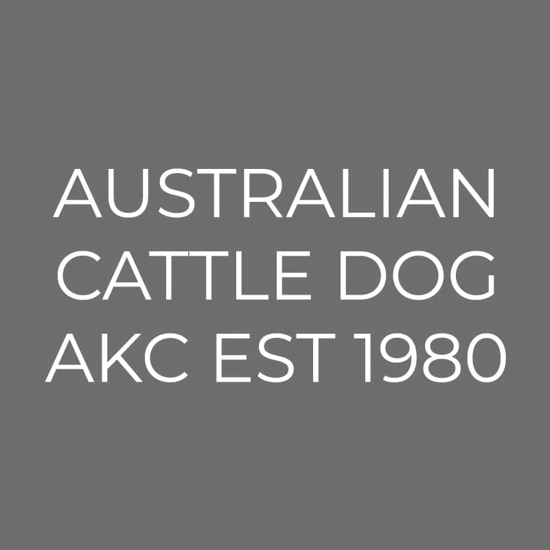 Australian Cattle Dog Embroidered AKC Men's Polo - Image 5