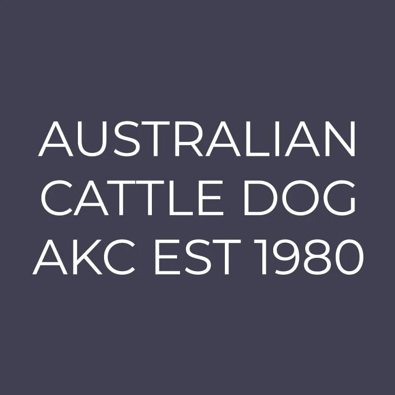 Australian Cattle Dog Embroidered AKC Men's Polo - Image 8