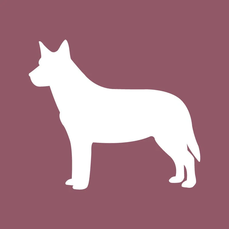 Australian Cattle Dog - Beanie - Image 2