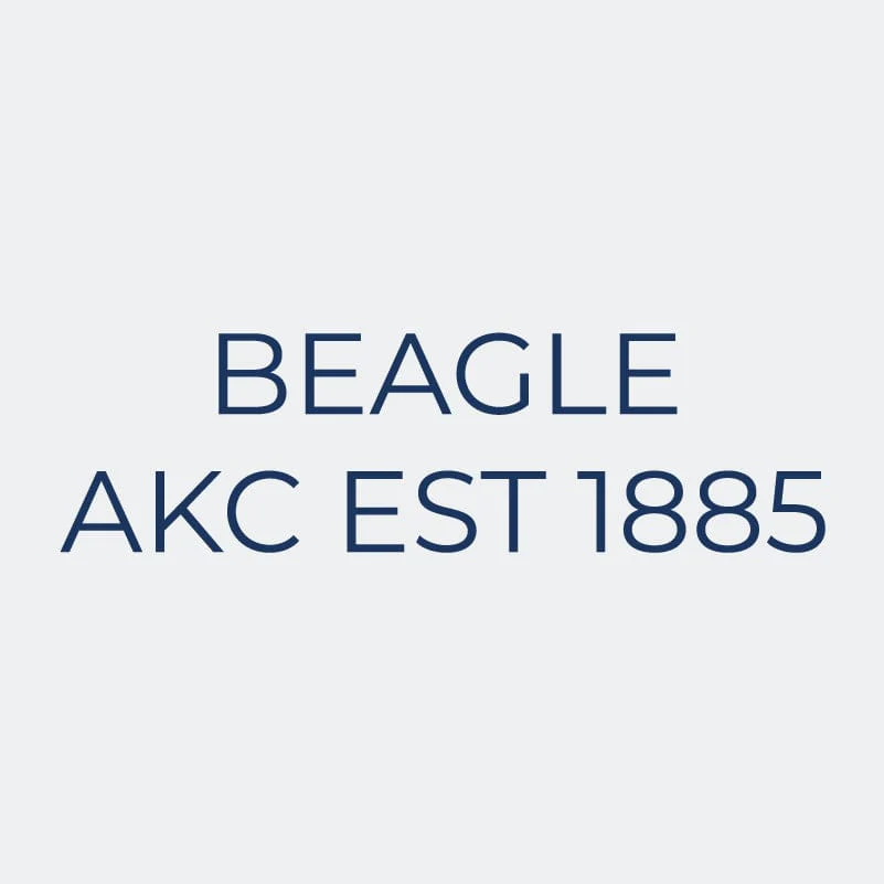 Beagle Embroidered AKC Women's Polo - Image 9