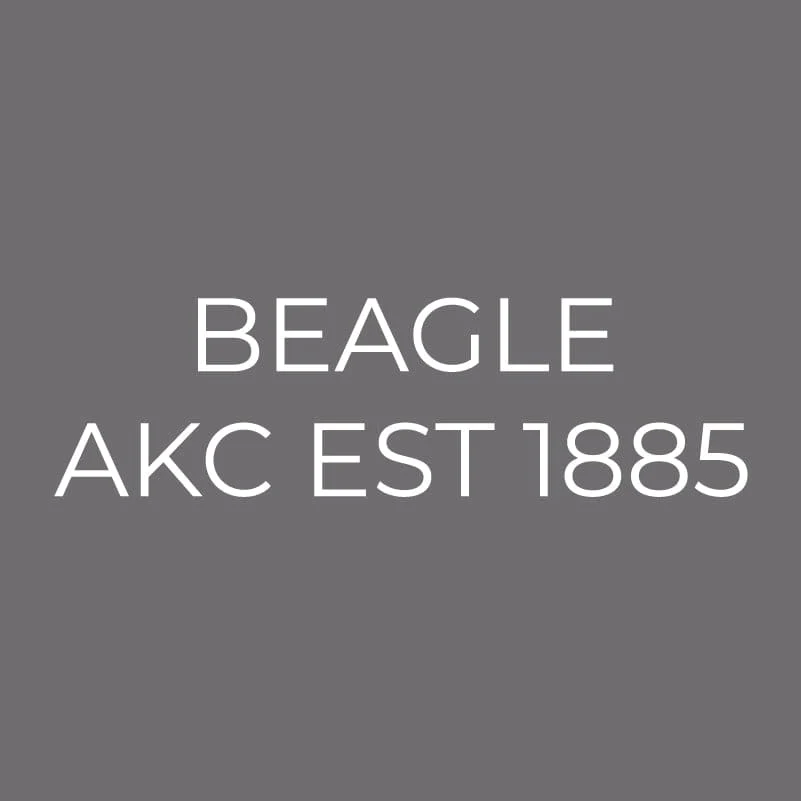 Beagle Embroidered AKC Men's Polo - Image 6