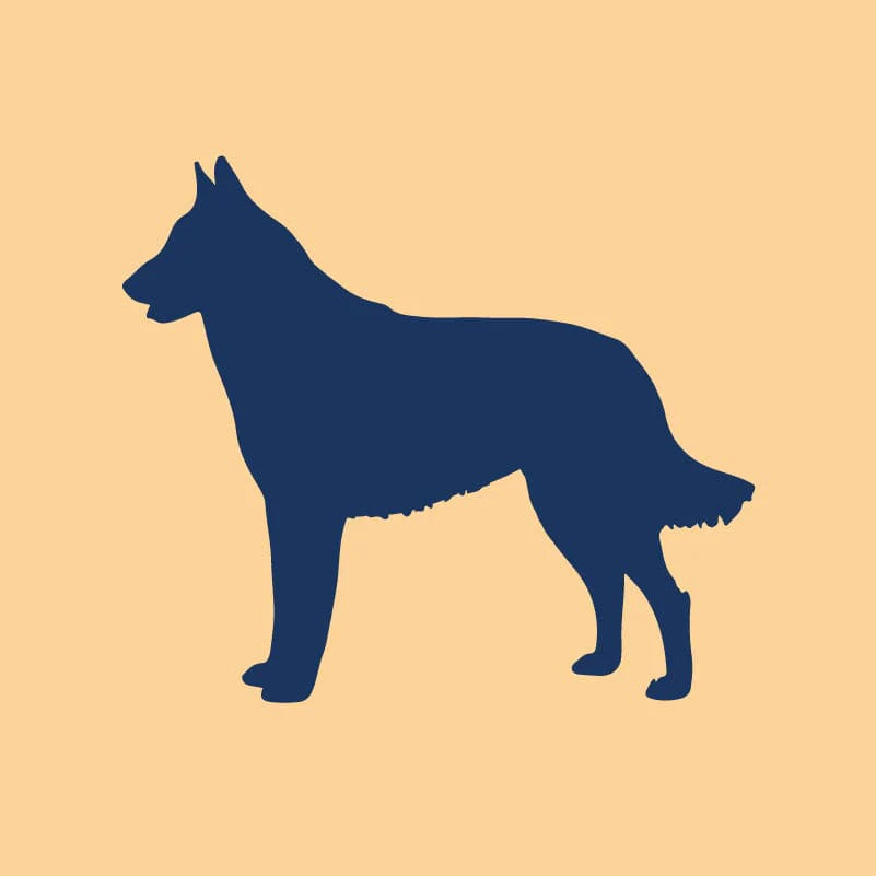 Belgian Malinois Embroidered AKC Quarter Zip - Image 2