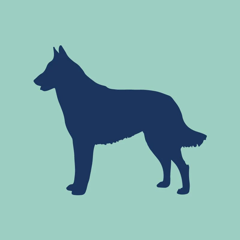 Belgian Malinois Embroidered AKC Quarter Zip - Image 5