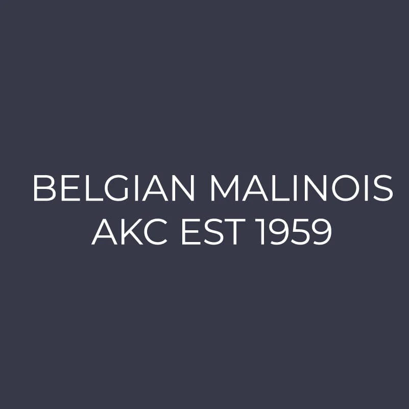 Belgian Malinois Embroidered AKC Women's Polo - Image 6
