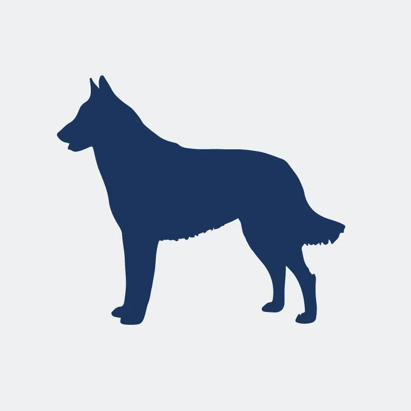 Belgian Malinois Embroidered AKC Women's Polo - Image 8