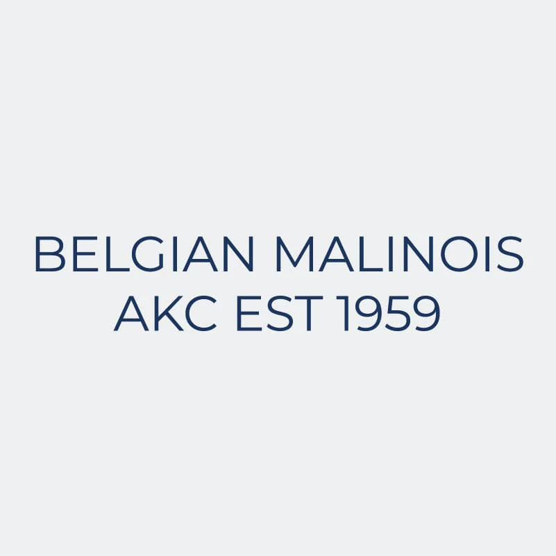 Belgian Malinois Embroidered AKC Women's Polo - Image 9