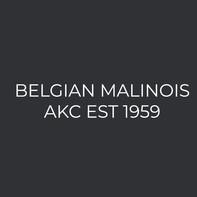 Belgian Malinois Embroidered AKC Men's Polo - Image 5