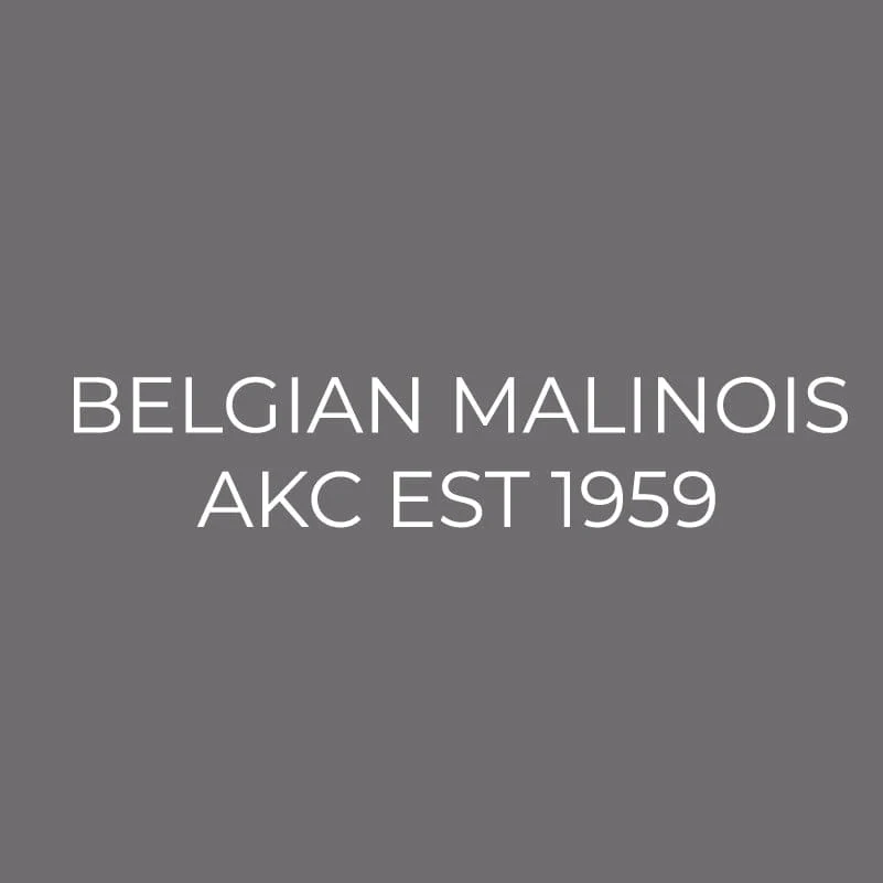 Belgian Malinois Embroidered AKC Men's Polo - Image 9