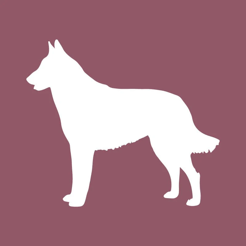 Belgian Malinois - Beanie - Image 4