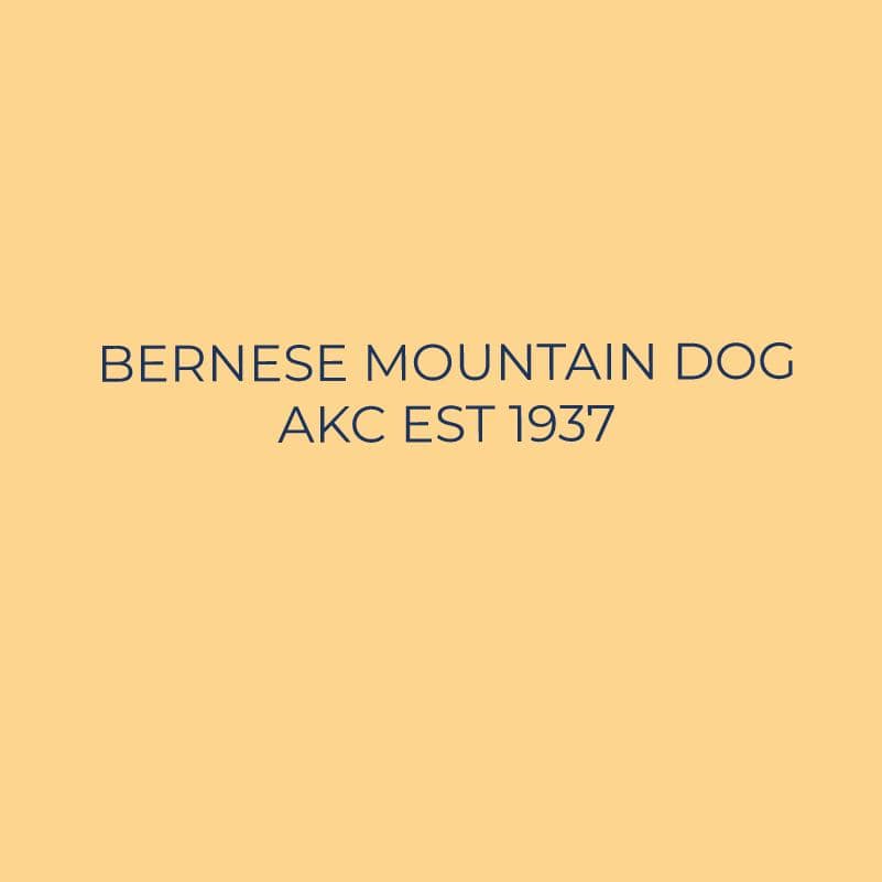 Bernese Mountain Dog Embroidered AKC Quarter Zip - Image 3