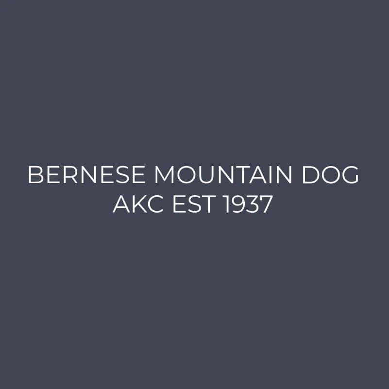 Bernese Mountain Dog Embroidered AKC Quarter Zip - Image 9