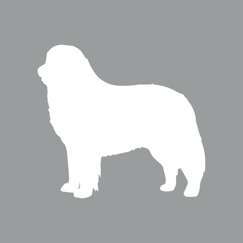 Bernese Mountain Dog - Beanie - Image 4