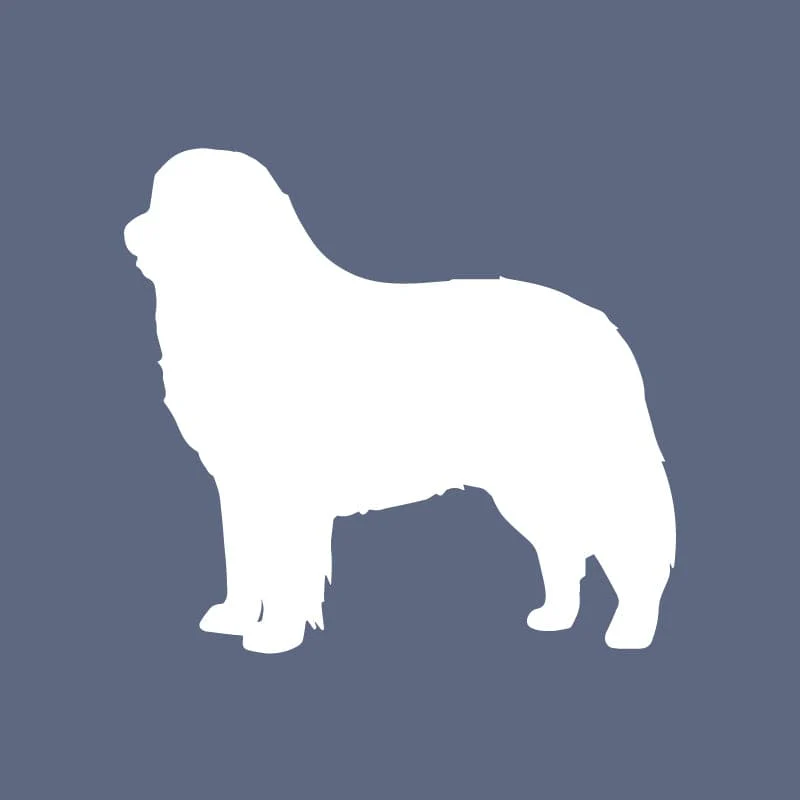 Bernese Mountain Dog - Beanie - Image 6