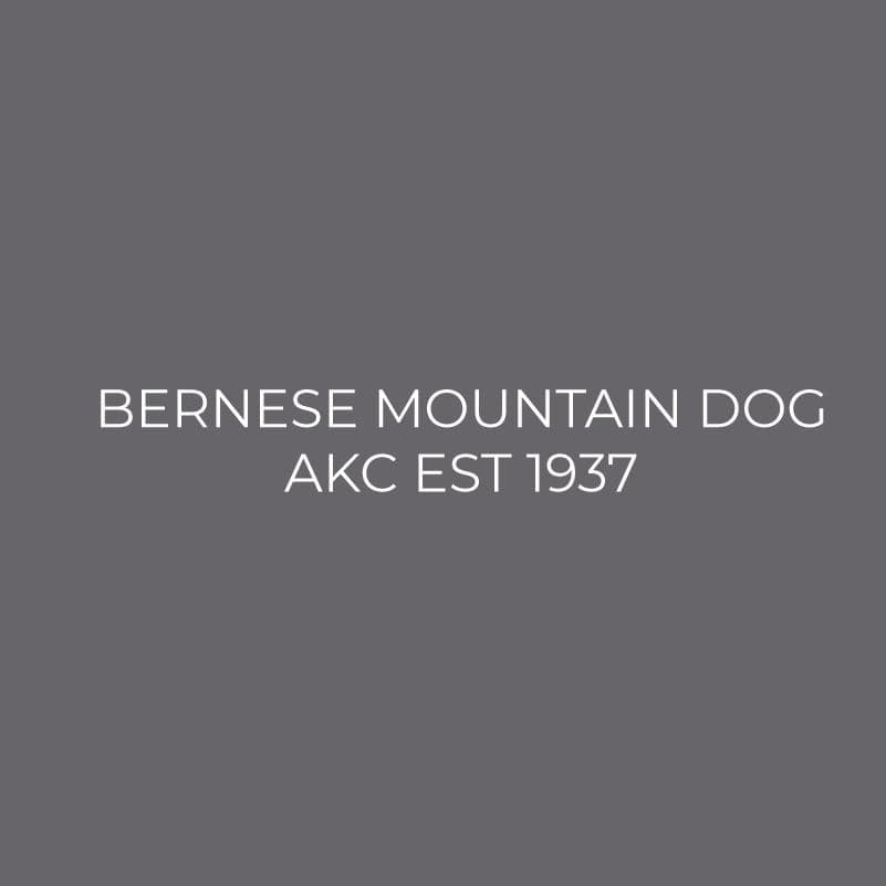 Bernese Mountain Dog Embroidered AKC Men's Polo - Image 3
