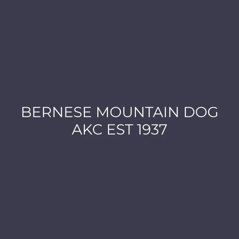 Bernese Mountain Dog Embroidered AKC Men's Polo - Image 8