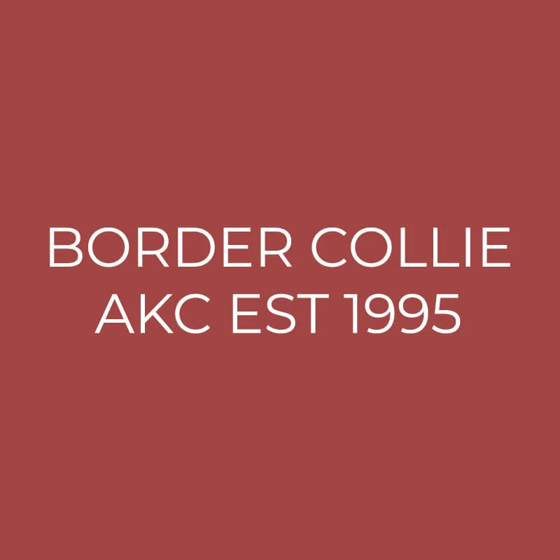 Border Collie Embroidered AKC Quarter Zip - Image 12