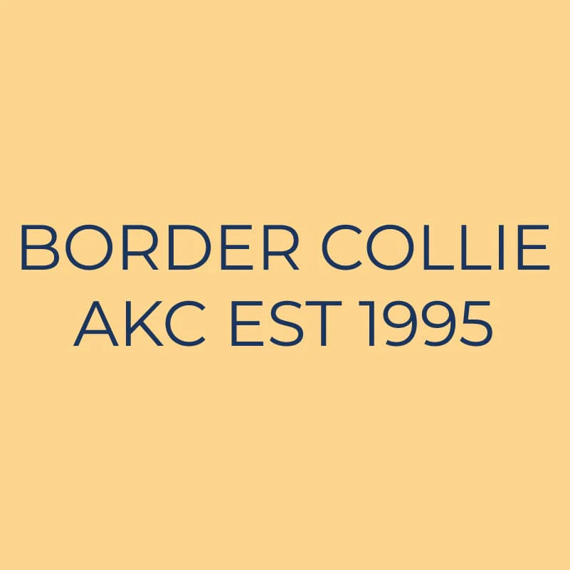 Border Collie Embroidered AKC Quarter Zip - Image 6