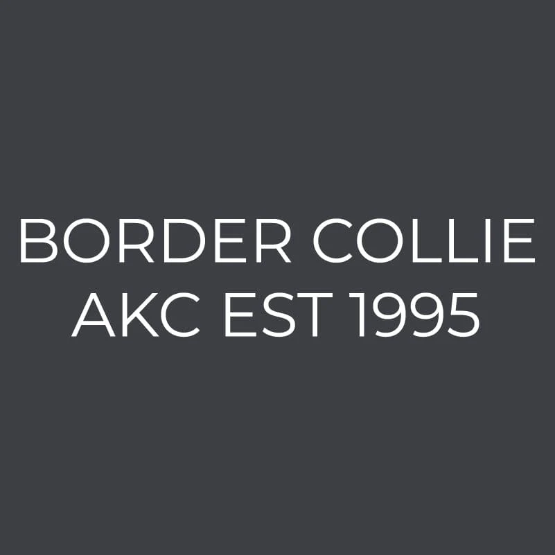 Border Collie Embroidered AKC Women's Polo - Image 3