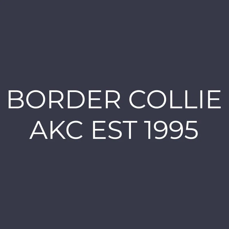 Border Collie Embroidered AKC Women's Polo - Image 6