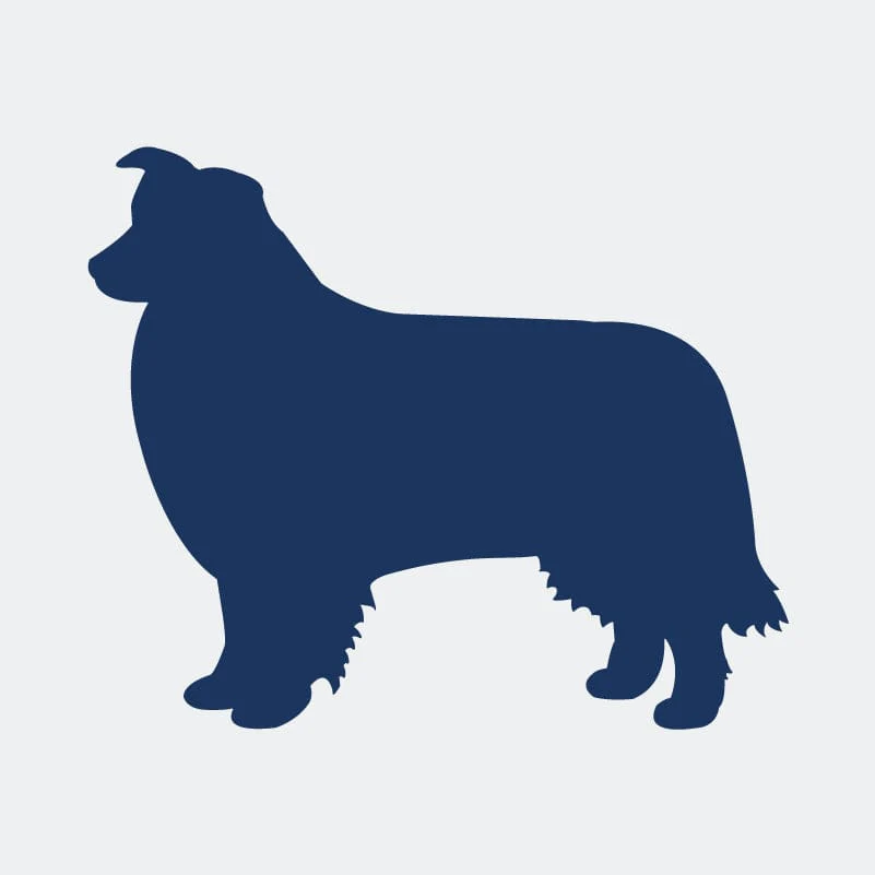 Border Collie Embroidered AKC Women's Polo - Image 7