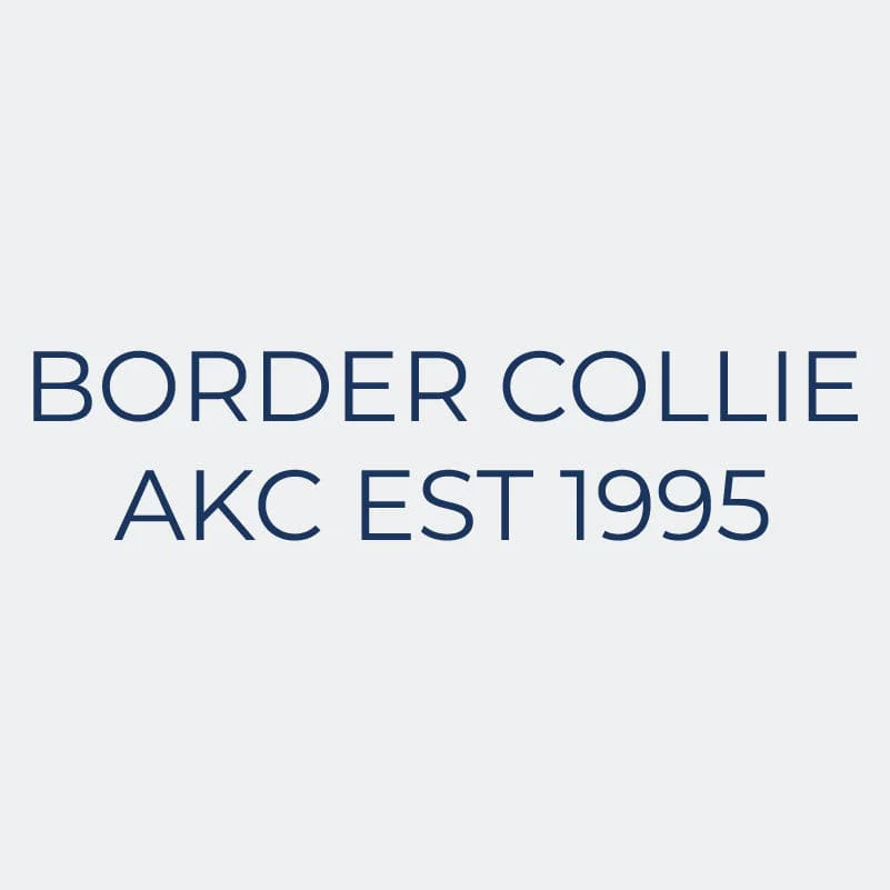Border Collie Embroidered AKC Women's Polo - Image 8