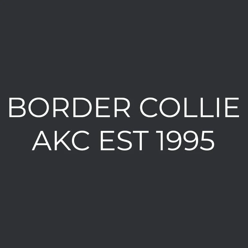 Border Collie Embroidered AKC Men's Polo - Image 3