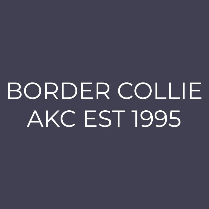 Border Collie Embroidered AKC Men's Polo - Image 8