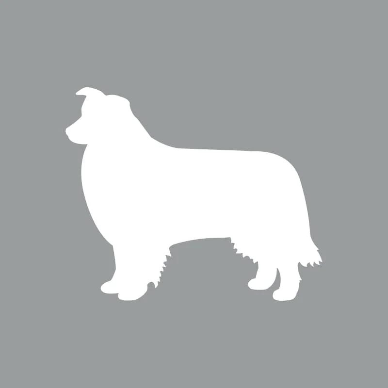 Border Collie - Beanie - Image 4
