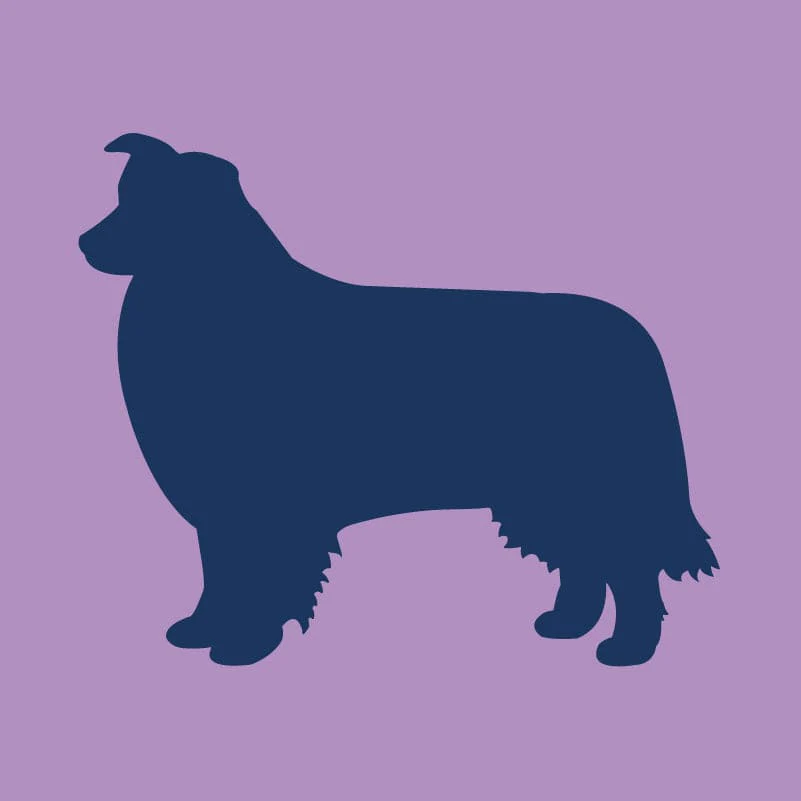 Border Collie Infant Onesie - Image 6