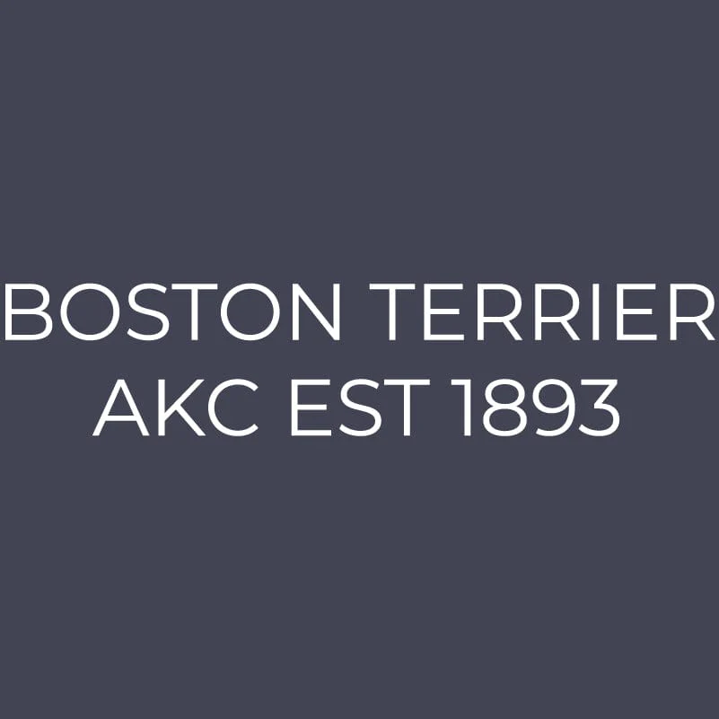 Boston Terrier Embroidered AKC Quarter Zip - Image 3