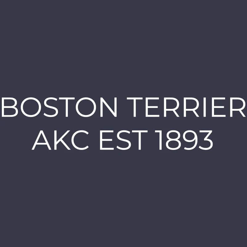 Boston Terrier Embroidered AKC Women's Polo - Image 6