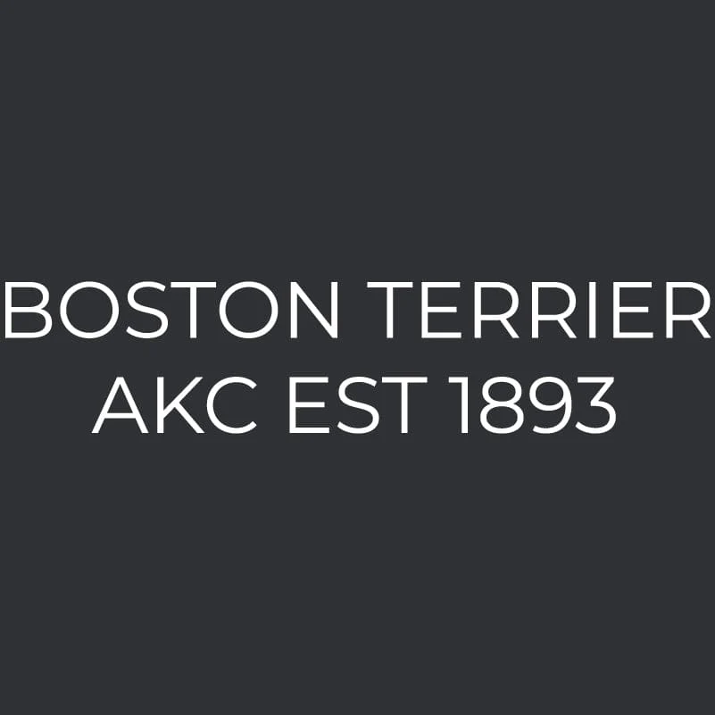 Boston Terrier Embroidered AKC Men's Polo - Image 3