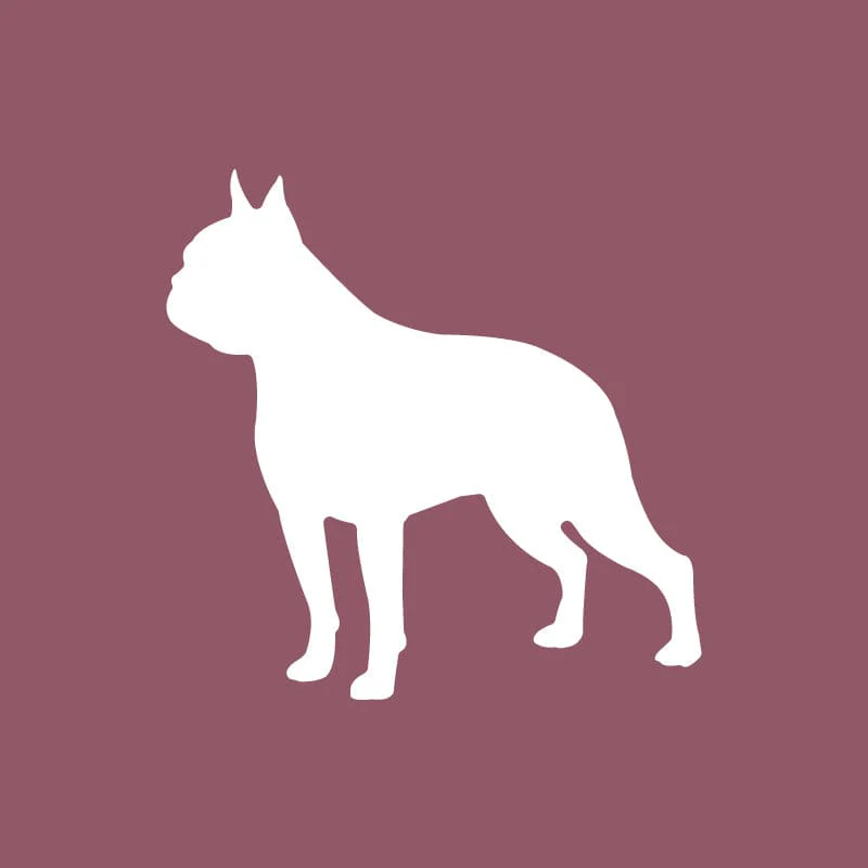 Boston Terrier - Beanie - Image 4
