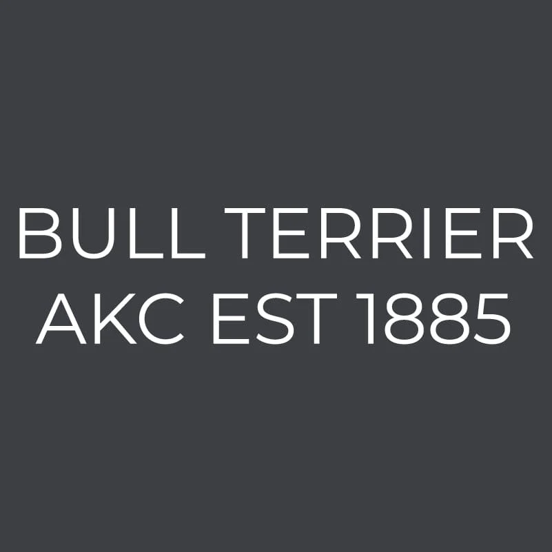 Bull Terrier  Embroidered AKC Women's Polo - Image 3