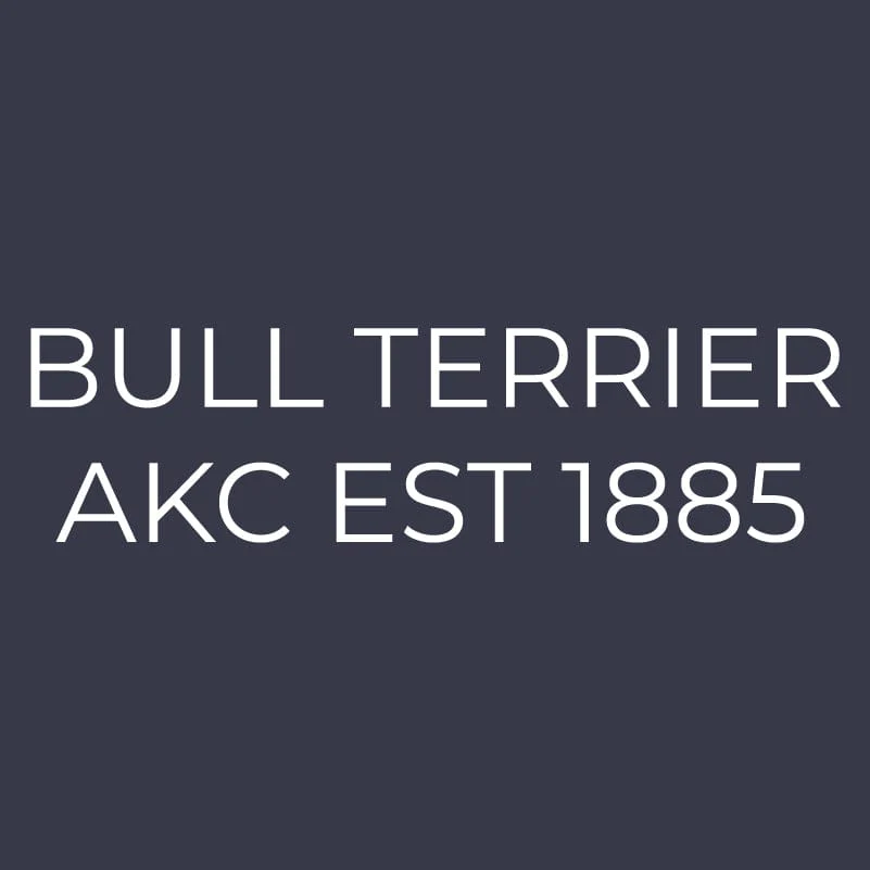Bull Terrier  Embroidered AKC Women's Polo - Image 5