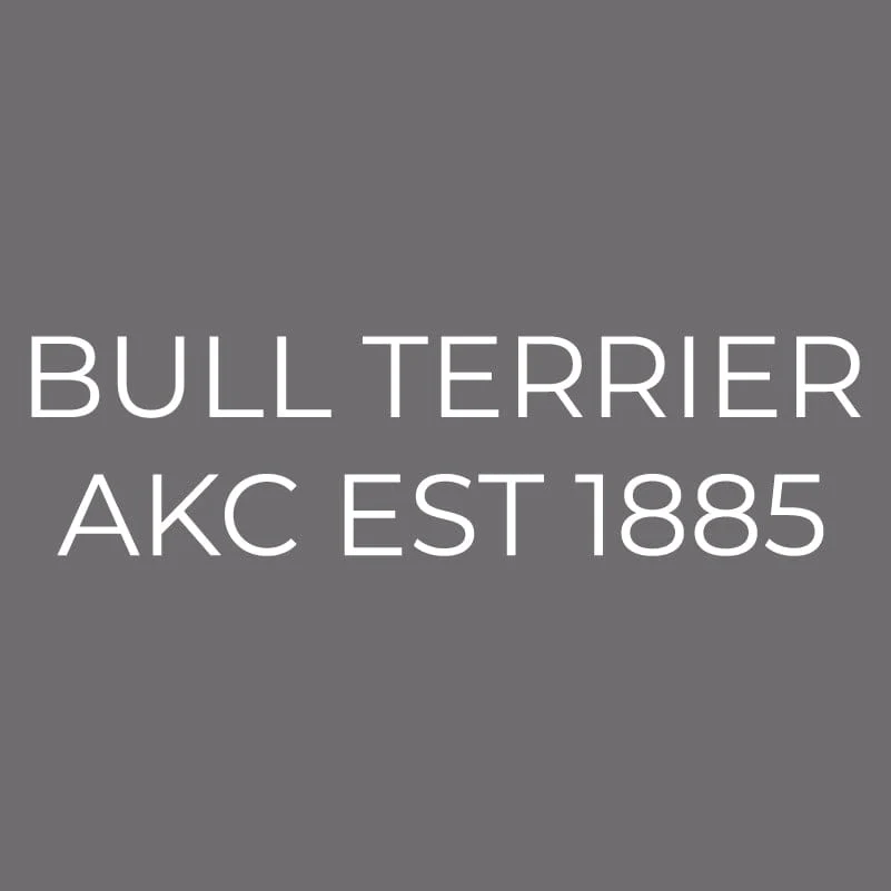 Bull Terrier Embroidered AKC Men's Polo - Image 5