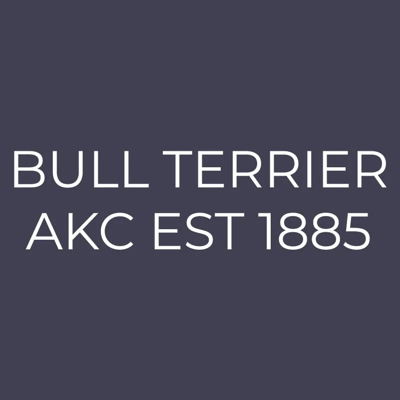 Bull Terrier Embroidered AKC Men's Polo - Image 8