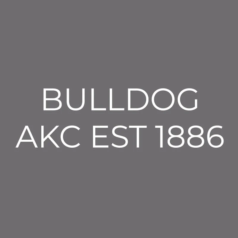 Bulldog Embroidered AKC Men's Polo - Image 6