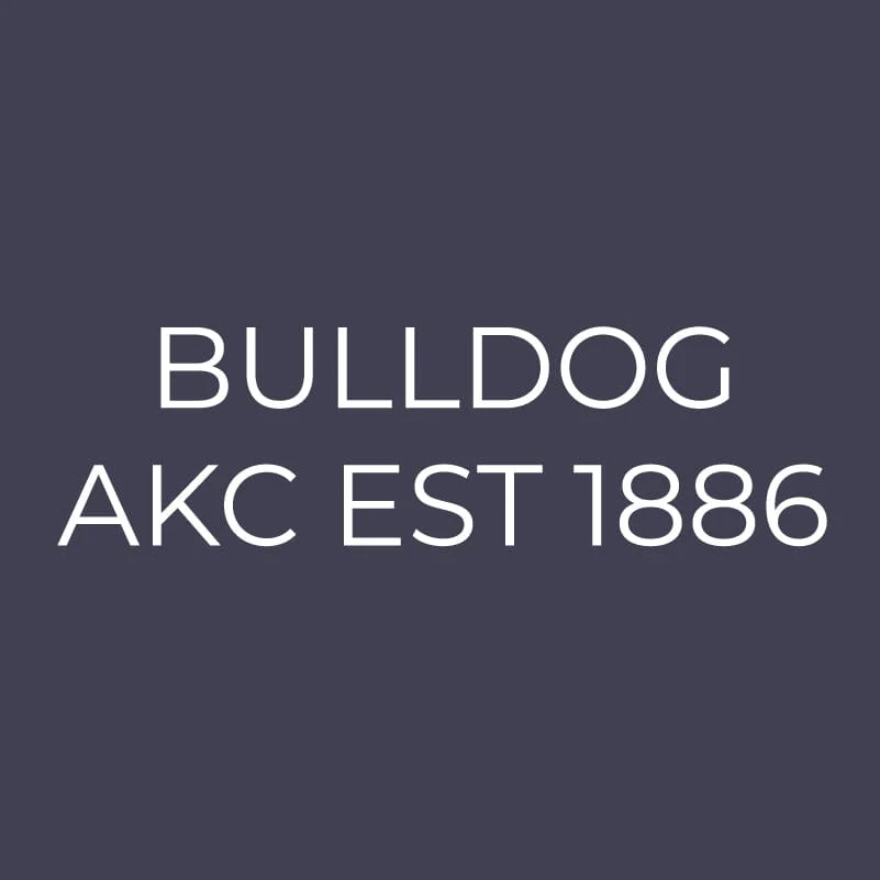 Bulldog Embroidered AKC Men's Polo - Image 9