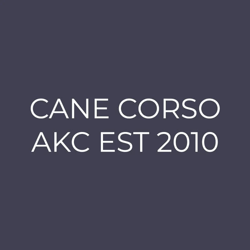 Cane Corso  Embroidered AKC Men's Polo - Image 9