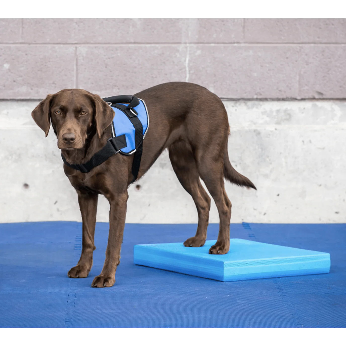 FitPAWS Dog Balance Pad, Blue - Image 3