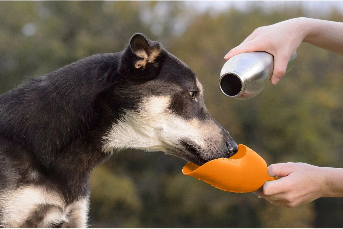 KONG H2O Stainless Steel Dog Water Bottle - Image 2