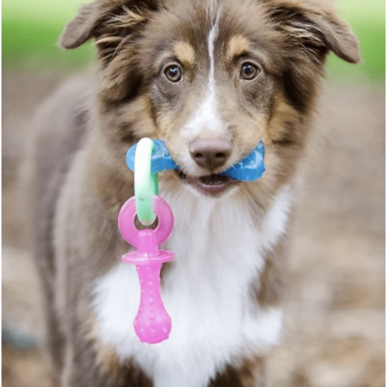 Nylabone Teething Pacifier Puppy Chew Toy - Image 2