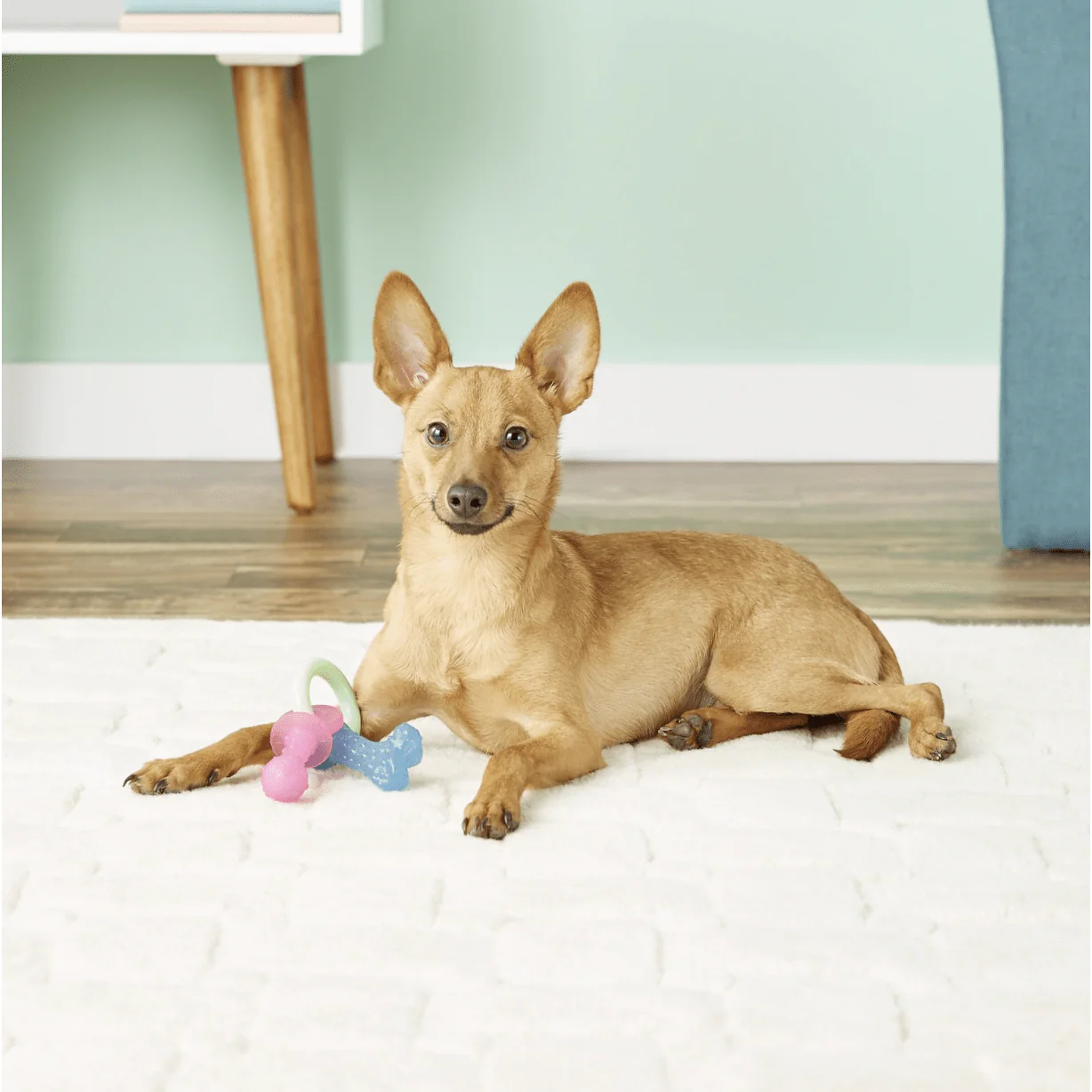 Nylabone Teething Pacifier Puppy Chew Toy - Image 3