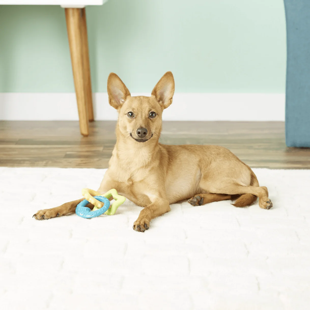Nylabone Teething Rings Puppy Chew Toy - Image 2